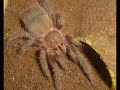 Lasiodora Klugi (7cm) vs Tenebrio Lasiodora Klugi (7cm) vs Tenebrio