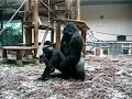 amsterdam-zoo-sex-doggy-style-funny.html