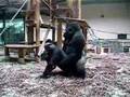 Amsterdam zoo sex (doggy style) funny!!