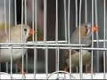Juday and Ryan - My Zebra Finch Pair Juday and Ryan - My Zebra Finch Pair