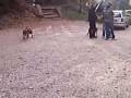 videos de CANI ALL'ATTACCO.....