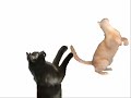 Re: Ultra Kawaii - Kitty Cat Dance Remix Re: Ultra Kawaii - Kitty Cat Dance Remix