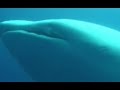 Tiburón ballena albino en Galápagos