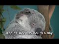 Australia: Sunshine Coast, Brisbane, Byron Bay and Gold Coast