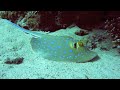 Click here to watch this video Diving in Sahl Hasheesh
