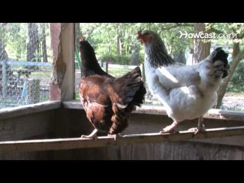 how to get more eggs from your laying hens