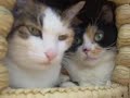 猫動画 短足マンチカンなっちゃん 三毛猫ねここ 猫ちぐら(ねこつぐら)でまったり 短足コスプレ