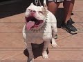 760 Gottiline Bullies