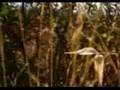 videos de ZWS  ZVD ll