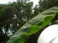 Japanese Beetle Death Squad!