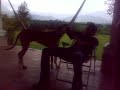 AMORES PERROS