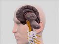 Upper Cervical Chiropractic Perspective