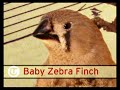Baby birds babble like human infants