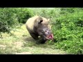 Rhino Poaching: An African Tragedy. A Global Responsibility!