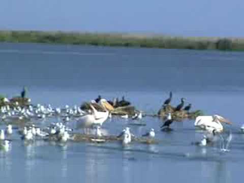 Pelicani in Delta Dunarii