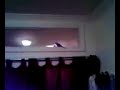 Loose Bird
