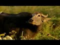 Serie Documental Azahar