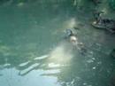 the seal