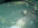 the seal