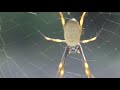 spider on web