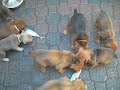 Feeding Raw Fish To Cane Corso Puppies - Bella Rosa
