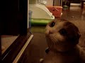 Scottish Fold??????? Scottish Fold???????