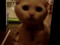 Scottish Fold 【お出迎え】