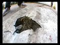 Adam Pelc skate crash Turnov