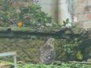 Accipiter Nisus - Gavil�n - Sparrowhawk