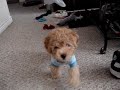 Dog Fighting Cat