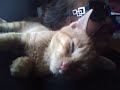 Click here to watch this video mah new kitty Kadaar