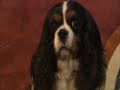Beauty dogs