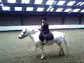 Davy in Galop