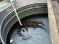 Tomistoma is being target trained.  The River Banks Zoo in South Carolina.