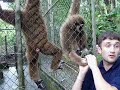 Поющий гиббон