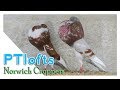 Norwich Croppers