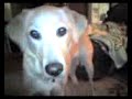 video uploaded from my mobile phone