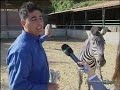 Gianpiero e la zebra safari