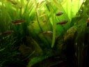 mystery tetra....
