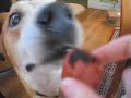 Melvin Eats Sausage Melvin Eats Sausage