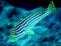 Fiji Diving