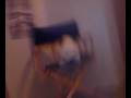 videos de buffalo DX
