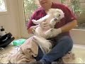 Dog Teeth Cleaning without Anesthesia