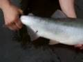 PINK Salmon on the FLY