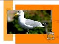 Video de gaviota viviendo con una flecha en la cabeza