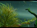 Aquatic Plants Pearling