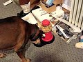Dog feeds herself