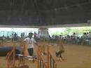 Dog Agility (Jun/20/2008 JKC Final Jumping Large Vol.7)