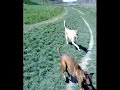 Who let the dogs out