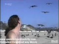 Birds raid funny videos